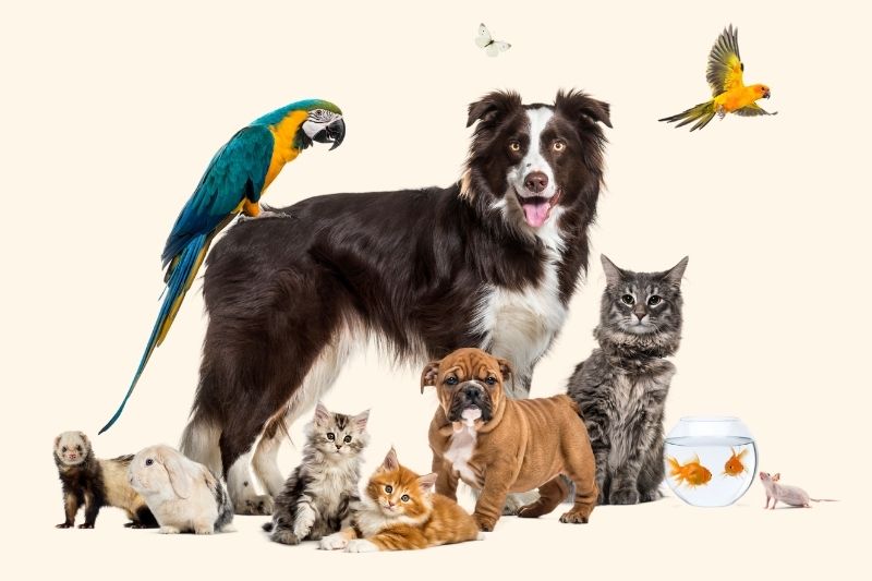 Pets & Animals