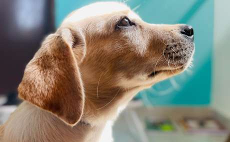 6-month-old female Labrador