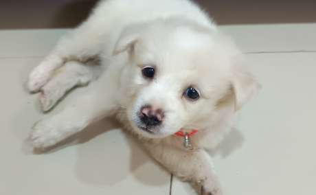 2 month old puppy of Pomeranian breed