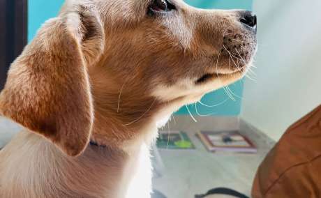 Adorable 6-Month-Old Female Labrador Retriever Puppy