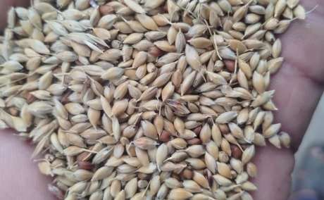 Premium Hybrid Punjabi Grass Seed - 1 kg Pack for High-Yield Nutritious Fodder